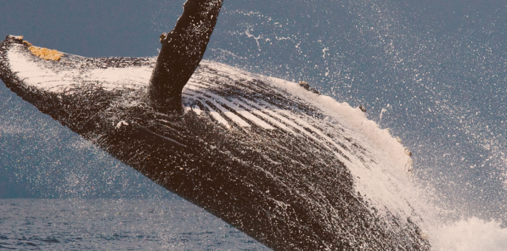 Sativa voyage template insta (Publication Instagram) (9)