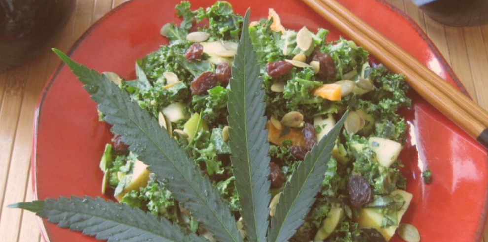 Sativa voyage template insta (Publication Instagram) (20)