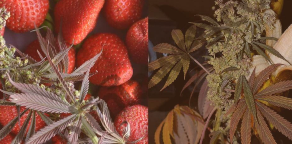 Sativa voyage template insta (Publication Instagram) (21)