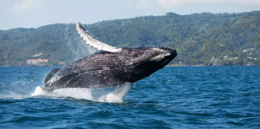 whale-watching-in-the-dominican-republic_humpback